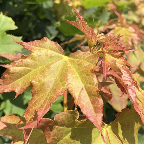 Acer Platanoides Globosum Gömb Korai Juhar Florapont