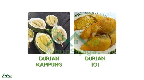 Top 14 Jenis Durian Yang Paling Popular Di Malaysia Pokok Pedia