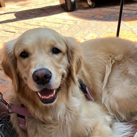 Golden Retrievers 💛💙💗 Dogsはinstagramを利用しています「the Happiest Little