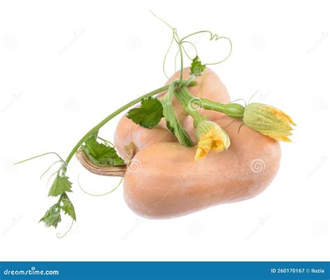 Cucurbita Stem Micrograph Stock Photo CartoonDealer 48058854