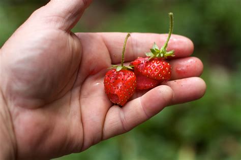 Free Images Fruit Berry Flower Food Produce Strawberry