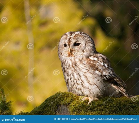 Strix Aluco Portrait Of Tawny Owl Sitting On Moss In Forest Stock