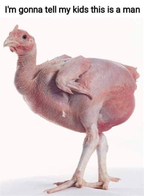 Featherless Biped My Ass R Philosophymemes