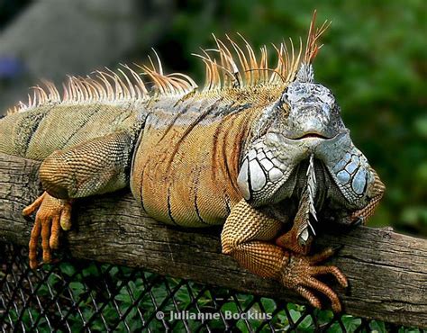 baby green iguana setup - Simply Gorgeous Site Photography