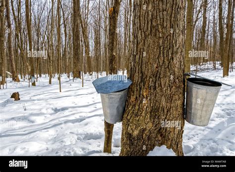 Sap Of Maple Trees Hi Res Stock Photography And Images Alamy