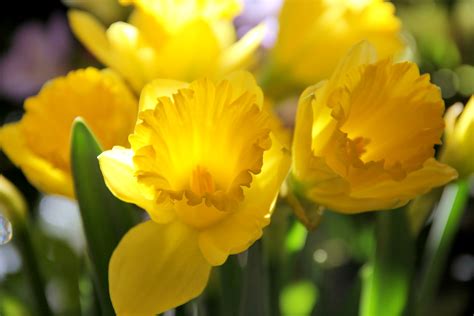 March Birth Flower | The Old Farmer's Almanac