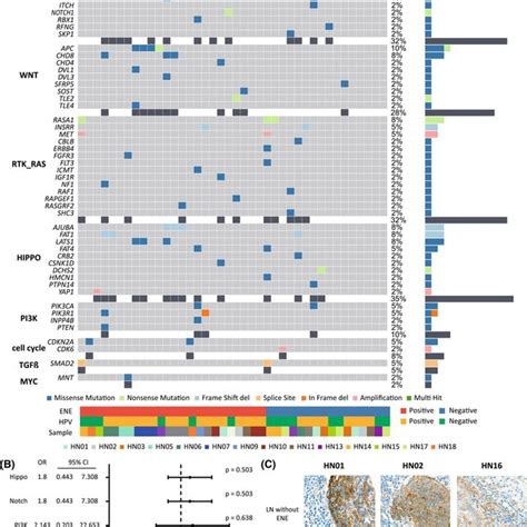 Somatic Mutational Profile Of Primary Tumors A Oncoplots Showing