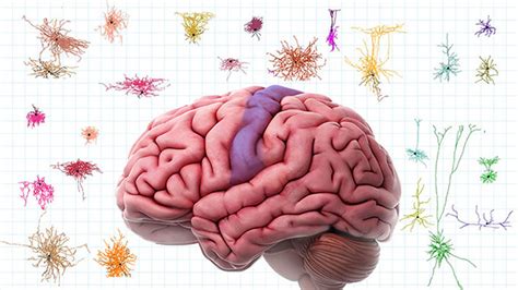 A monumental advance: the first atlas of human brain cells - World ...