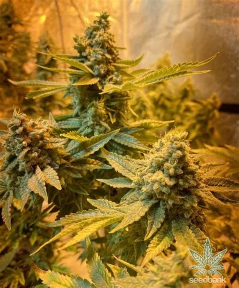 Do Si Dos Seeds | Feminized Do Si Dos Strain | Seed Bank Dosido Seeds