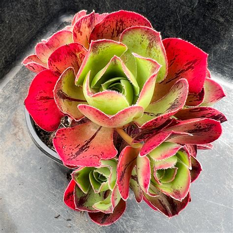 Aeonium 'Marnier Lapostolle’ (1 x CUTTING) – LET LOVE GROW (Succulent ...