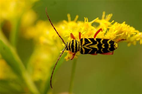 Pictures Of Yellow Items Wasp Mimic Locust Borers Megacyllene