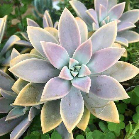 Graptopetalum Paraguayense Cuidados y Reproducción