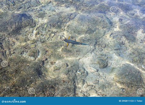 Fish in the red sea stock image. Image of dream, egypt - 295811133