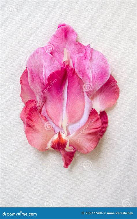 Pink Vulva Flower On A White Background Stock Photo Image Of Brothel