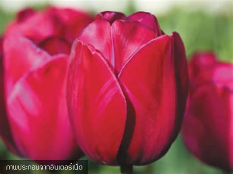 ทวลป Tulips Wanthai ขายวานสทศ ฮอลแลนด ดอกลลล ทวลป ไฮยาซน