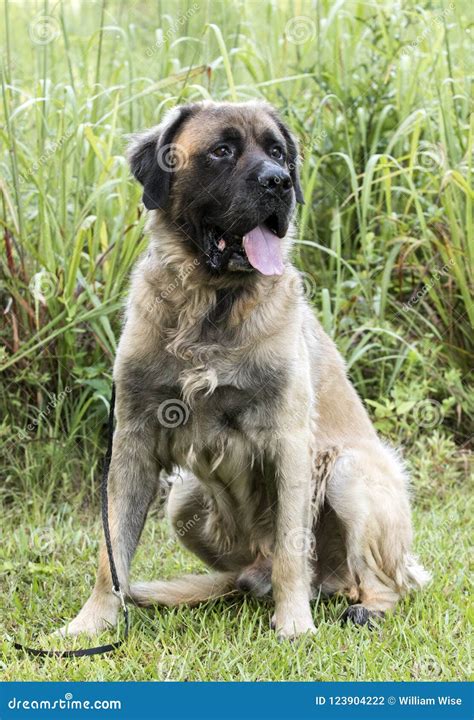 Huge Newfoundland Leonberger Mountain Dog Mix Breed Dog Adoption