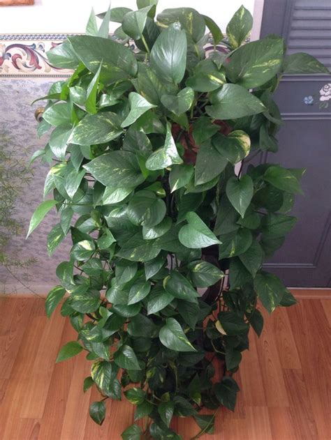 Pothos Plant Easy To Grow This One Has Done Very Well Three Feet On A