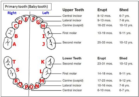 Tooth Eruption Charts