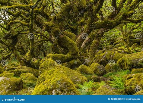 Wistmans wood moss on oak stock photo. Image of great - 128108892