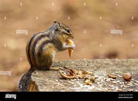 Siberia chipmunk Banque de photographies et dimages à haute résolution