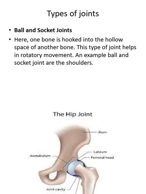 Joints and Movements | PDF | Anatomical Terms Of Motion | Musculoskeletal System