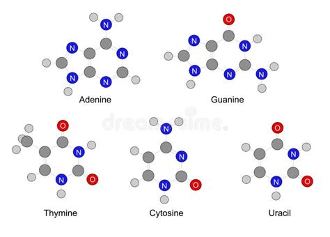 Atomic Radius Of Diatomic Molecules Stock Vector Illustration Of