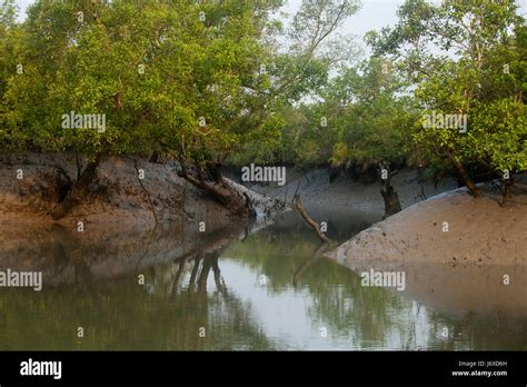 Sundarban mangrove forest hi-res stock photography and images - Alamy