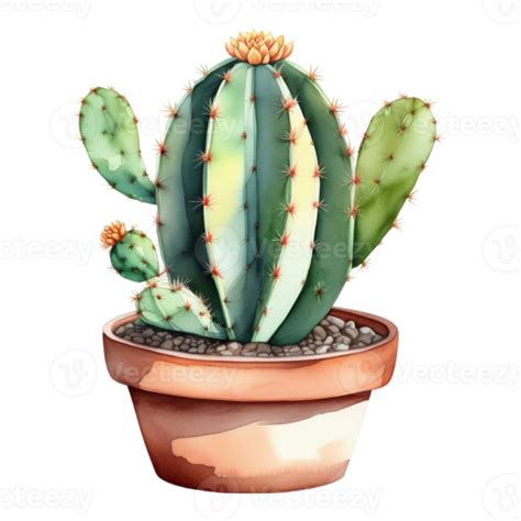 Cactus Plant Watercolor Illustration Clipart Png