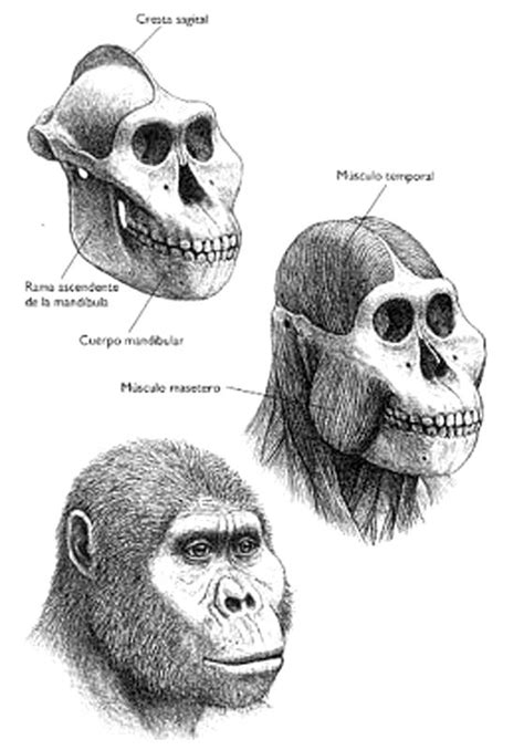 Paranthropus aethiopicus - WT-17000 - "Black Skull" - reconstruction by ...