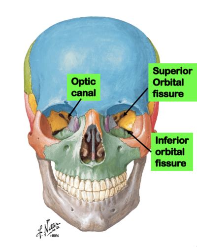 DENT 102 Gross Anatomy Orbit Eye And Ear PART I Flashcards Quizlet