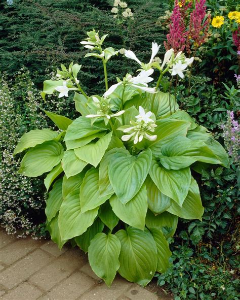 Hosta Plantaginea Var Grandiflora Japanese Fragrant Plantain Lily