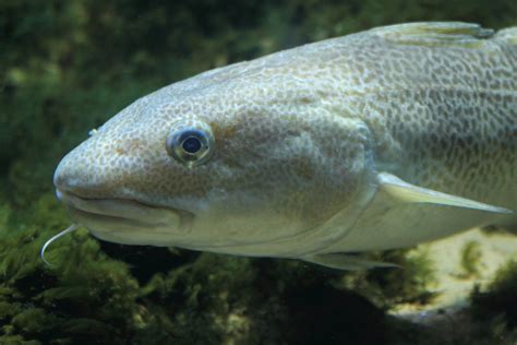 Atlantic Cod Photo And Wallpaper Cute Atlantic Cod Pictures