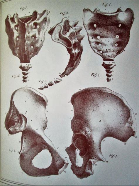 Manuel D Anatomie Descriptive Du Corps Humain Volumes By Cloquet