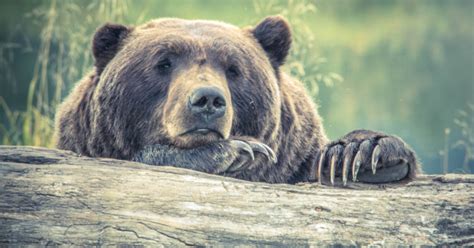 New Indigenous Protected And Conserved Area In Bc Crc Research