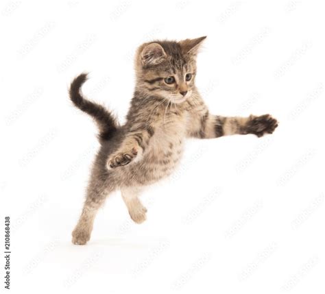 Cute Tabby Kitten Jumping Stock Adobe Stock