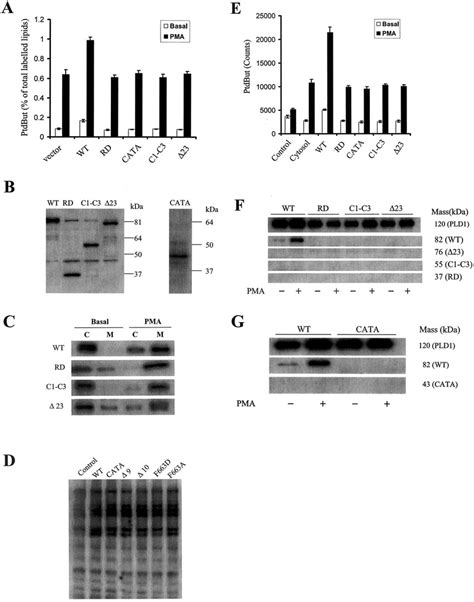 The Effects Of PKC Domains On Binding And Activation Of PLD1 In COS 7