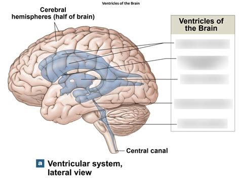 Cerebral Hemispheres Diagram Quizlet