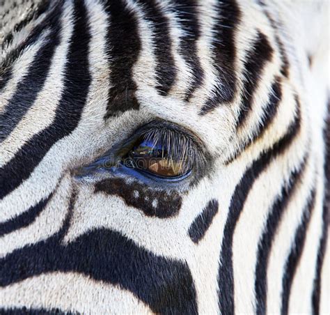 35+ Close up zebra eye Free Stock Photos - StockFreeImages