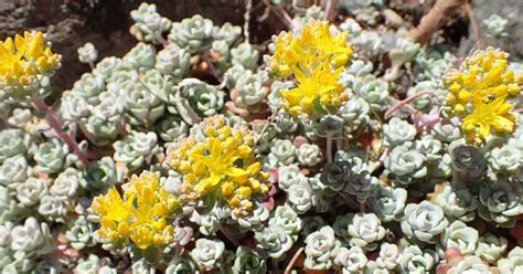 Sedum Spathulifolium Care Growing The Easy Going Broadleaf Stonecrop