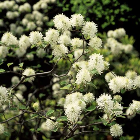 10 Flowering Shrubs You've Just Gotta Try — The Family Handyman