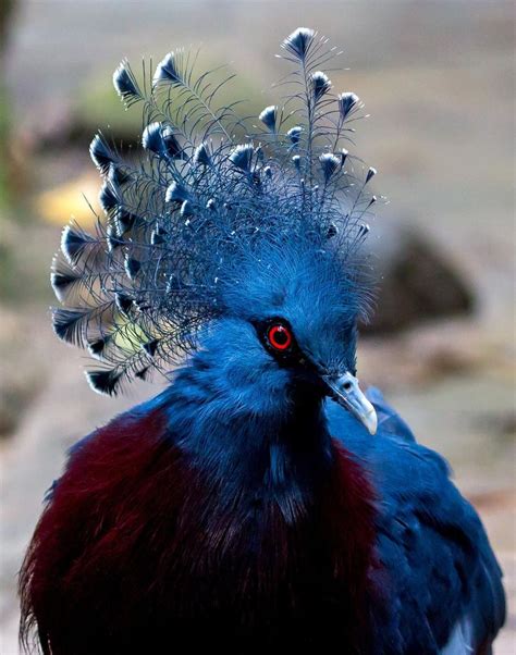 On Twitter Victoria Crowned Pigeon New Guinea Africa