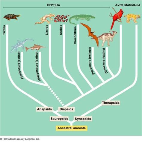 Phylogenetic Tree Of Four Taxa The Figure Shows A Phylogenetic Tree