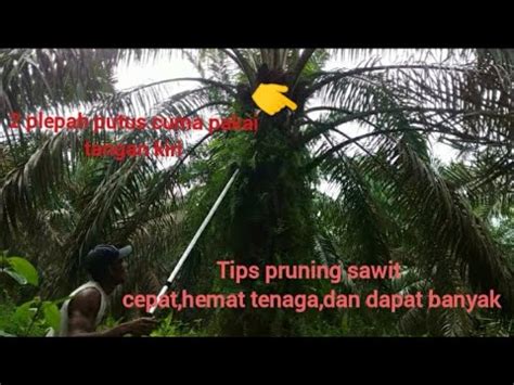 Tips Biar Pruning Cepat Tak Menguras Tenaga Dan Dapat Banyak YouTube