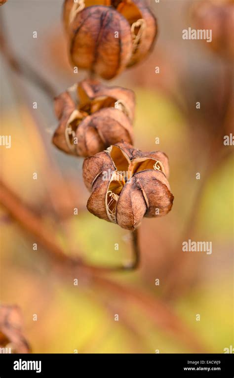 Turk S Cap Lily Lilium Martagon Stock Photo Alamy