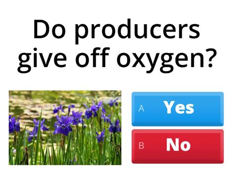 Oxygen -Carbon Cycle - Quiz