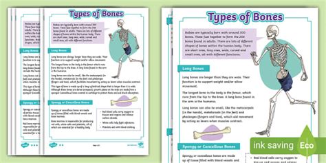 Types Of Bones Reading Differentiated Reading Comprehension