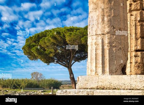 Columnas Del Ateneo Templo De Ceres O Templo De Atenea En Paestum