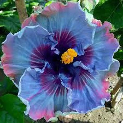 Giant Hibiscus Flowers Seeds 100pcs Pack