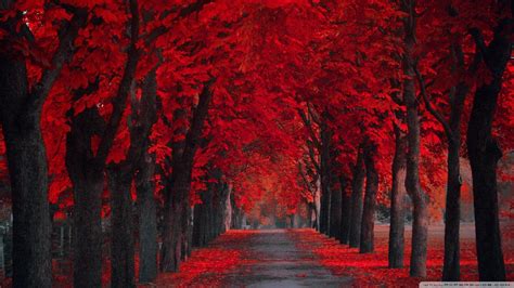 Red Nature Wallpapers Top Free Red Nature Backgrounds WallpaperAccess