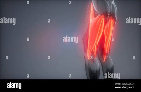 thigh muscles - Visible muscle anatomy map Stock Video Footage - Alamy